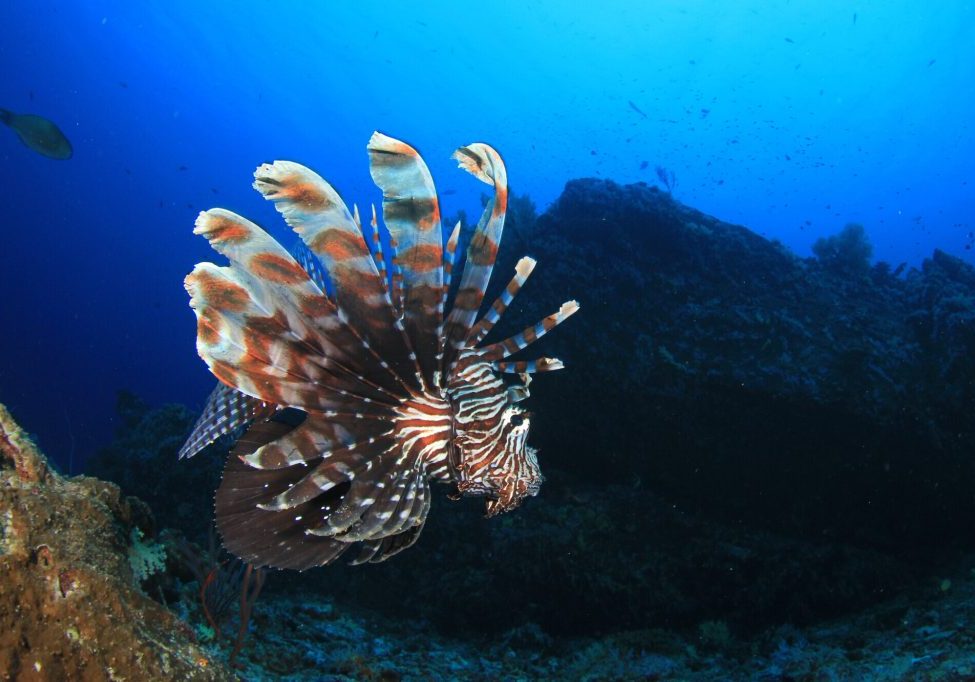 Lionfish,fish,on,coral,reef,with,scuba,divers,in,background